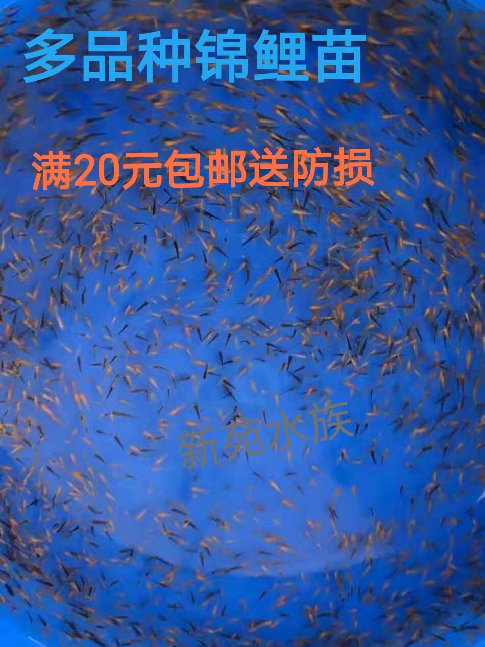 纯种锦鲤鱼苗日本锦鲤水花红白昭鱼