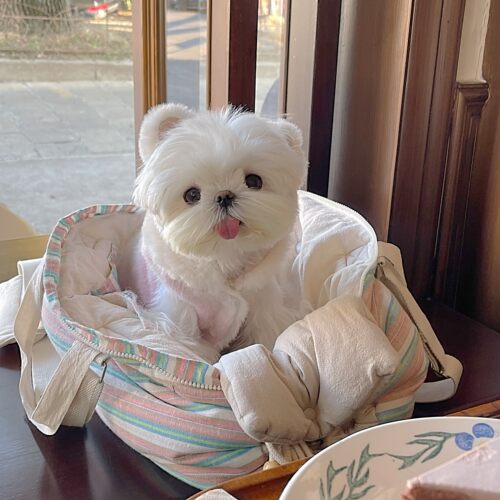 PPPIG猫狗棉袄粉蓝格子