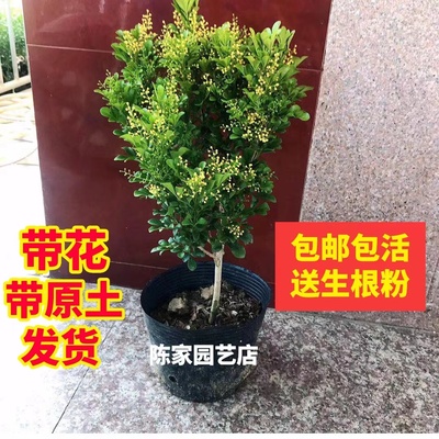 香水米兰阳台室内外庭院