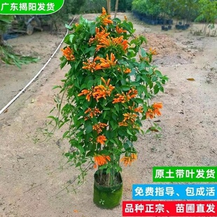 炮仗花苗爬滕植物盆栽鞭炮花四季常绿阳台庭院垂吊攀爬藤本花苗