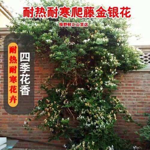 金银花树苗爬藤植物阳台庭院四季
