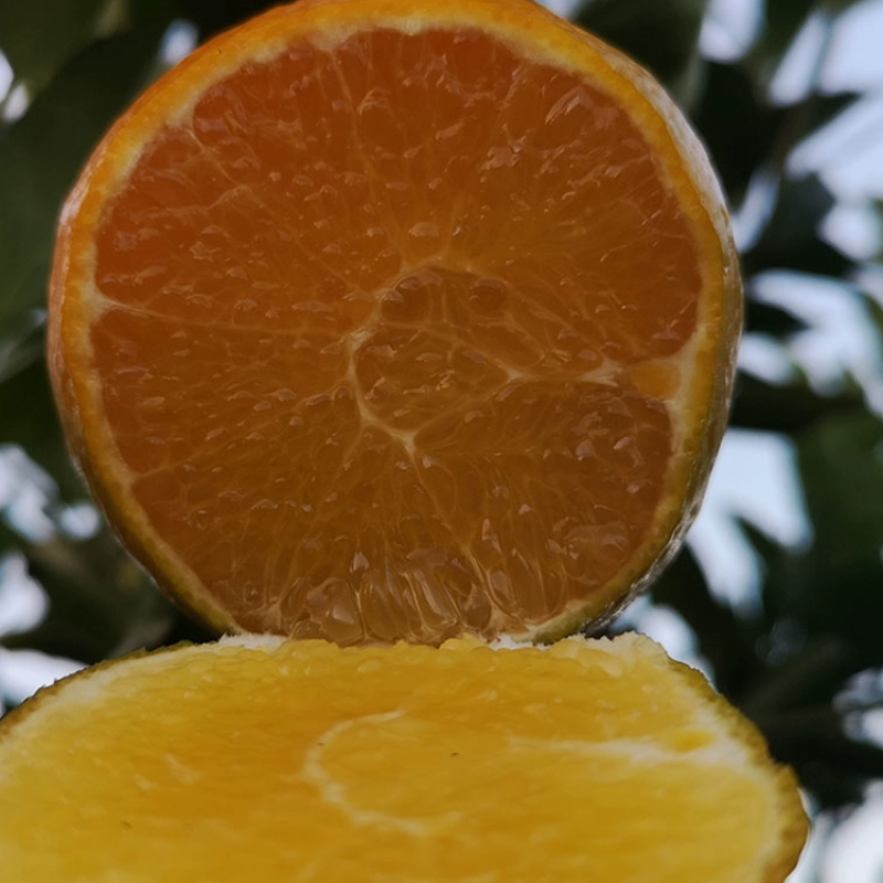 新鲜武鸣现摘桔子皇帝柑