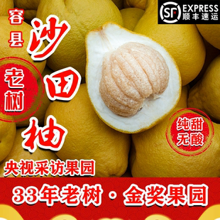 容县沙田柚新鲜水果纯甜柚子自良生态种植容县乾隆柚现摘