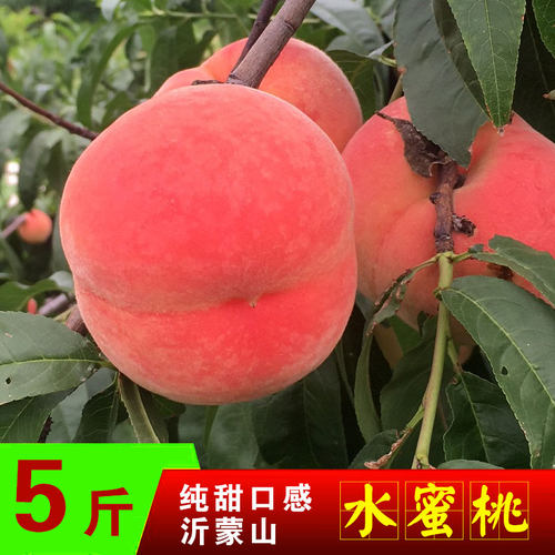 蒙阴蜜桃中秋惠蜜脆硬甜多汁不软