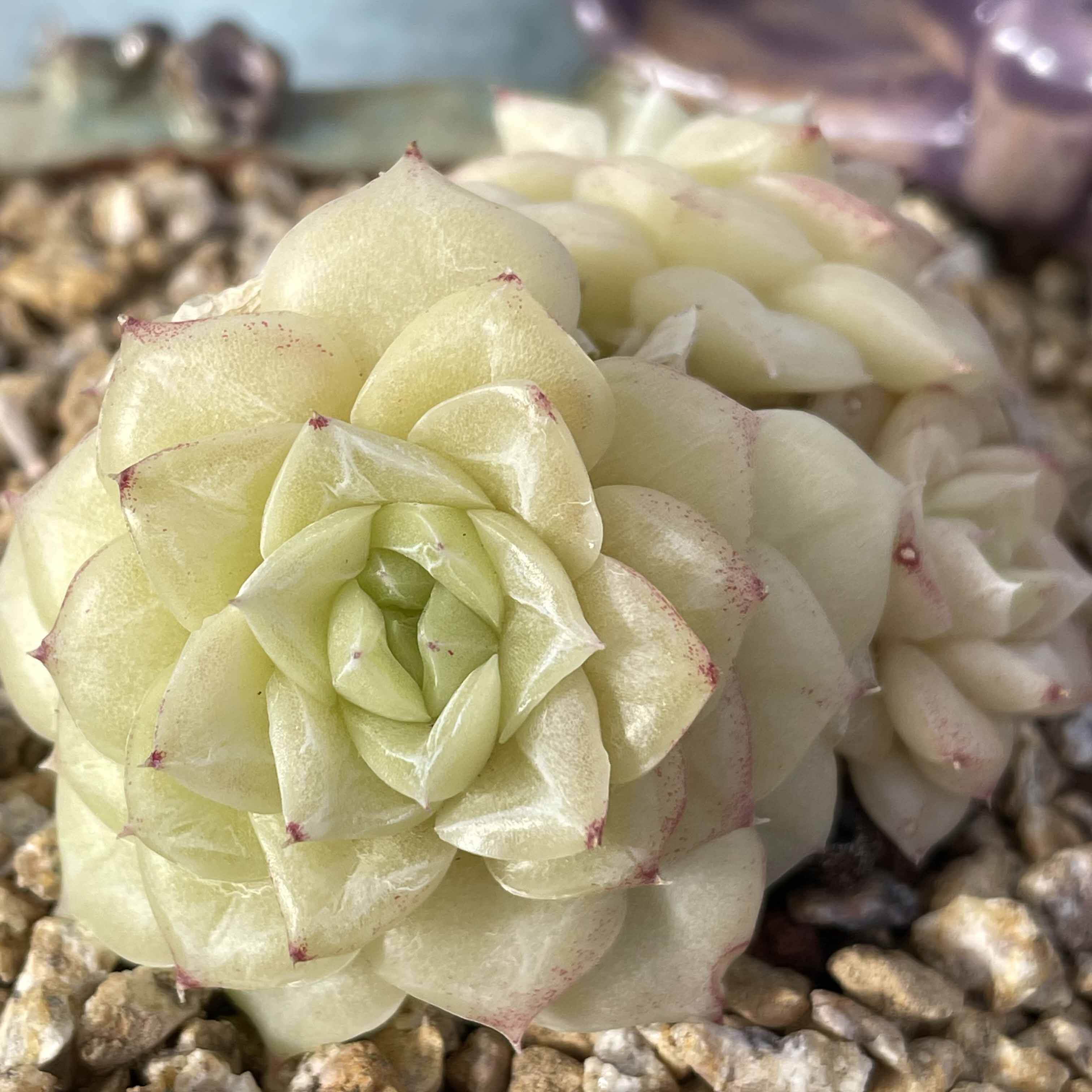 4  白天鹅麦秆群生   花沐多肉博物馆