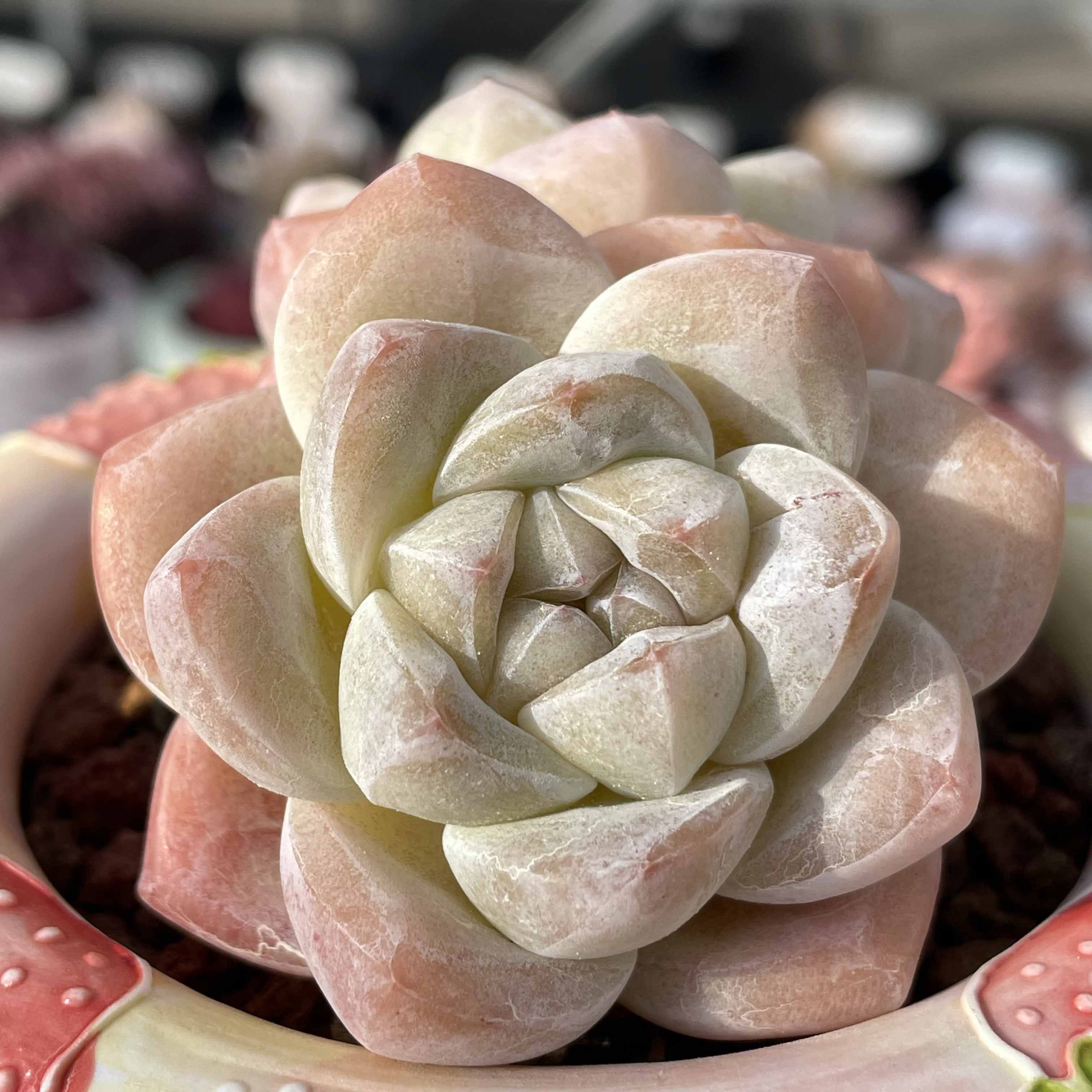 13  冰玉 玉蝴蝶 优选基因 花沐多肉博物馆