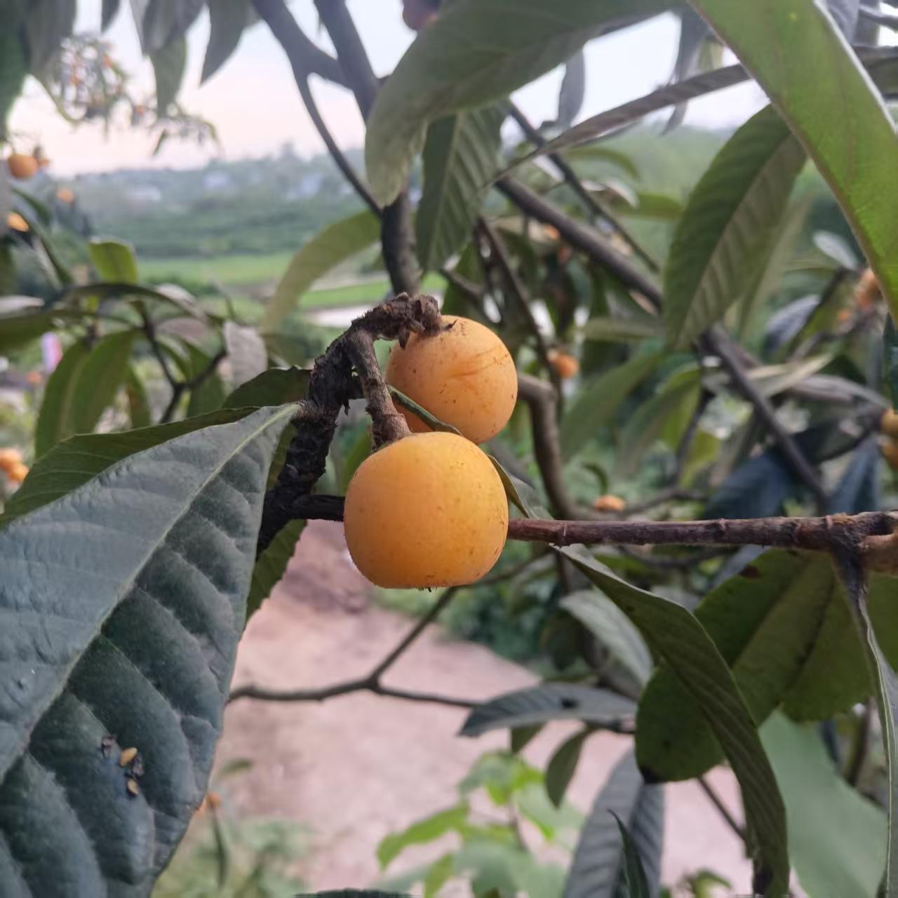 农家老品种土枇杷苗 新鲜 挖的一颗包邮