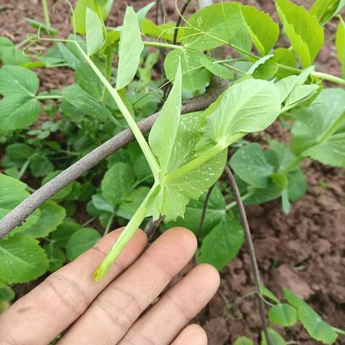 （农合鲜）生态老品种豌豆尖  鲜香可口  新鲜现摘发货3斤包邮