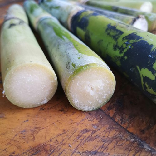 （农合鲜）家乡老品种正宗青皮甘蔗   当季现砍发货5斤包邮