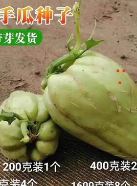 云南带芽佛手瓜苗种瓜老瓜丰收瓜
