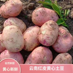 云南高山红皮土豆老品种新鲜马铃薯洋芋红皮黄心土豆自家种农产品