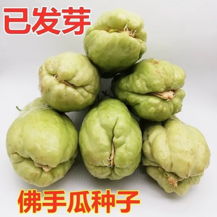 云南带芽佛手瓜苗新鲜种瓜苗种子老瓜丰收瓜洋丝瓜倭瓜福寿瓜种瓜