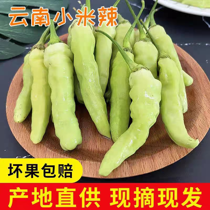 云南特产小米辣椒新鲜批发白米椒泡椒野山椒剁椒特辣朝天农家蔬菜