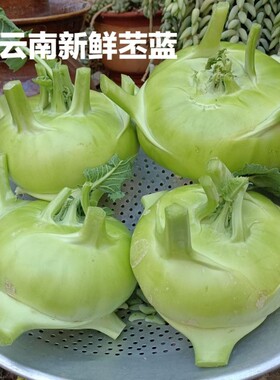 云南正宗无筋苤蓝新鲜大头菜荠菜头农家自种露天蔬菜现摘现发批发
