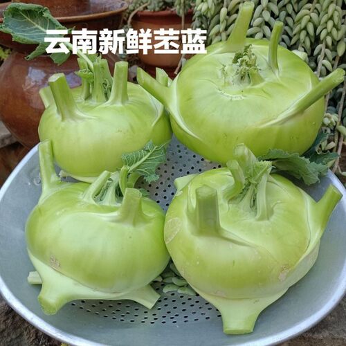 云南正宗无筋苤蓝新鲜大头菜现摘