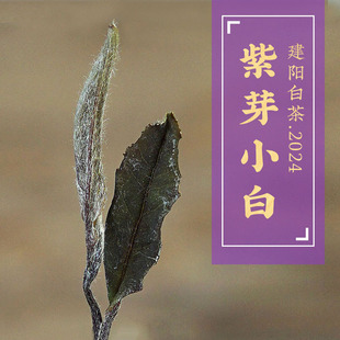 2024野生紫芽小白贡眉白茶建阳漳墩高山茶散茶匠传茶叶荒野菜茶