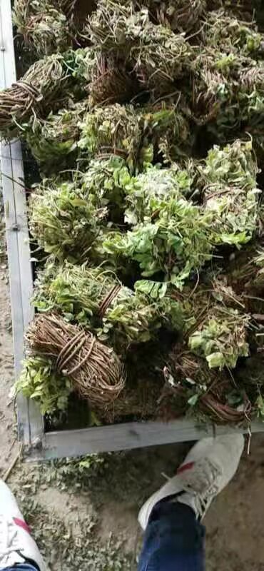 广西农家自晒鸡骨草晒干批发新鲜广西叶子干货带叶子鸡骨草