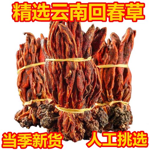 2023年新货回春草云南