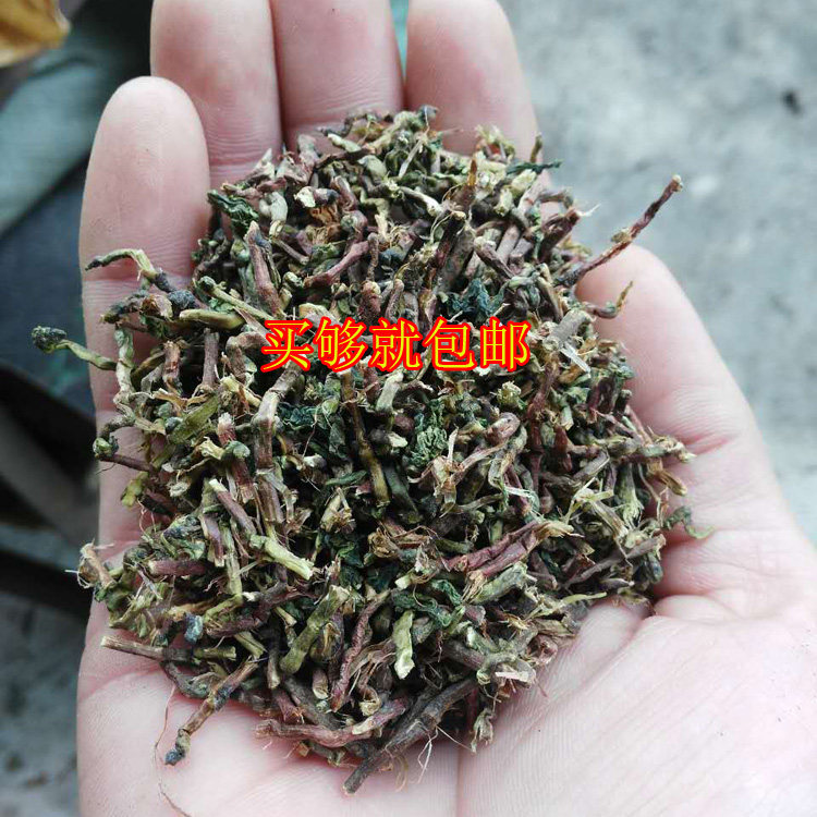 山密草云南天山乌龙根铁观音