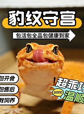 豹纹守宫宠物活物守宫苗子