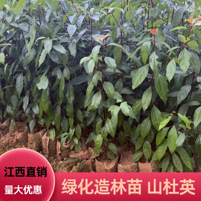 山杜英树苗羊屎树胆八树杜莺苗 庭院观赏树园林绿化复绿造林苗木