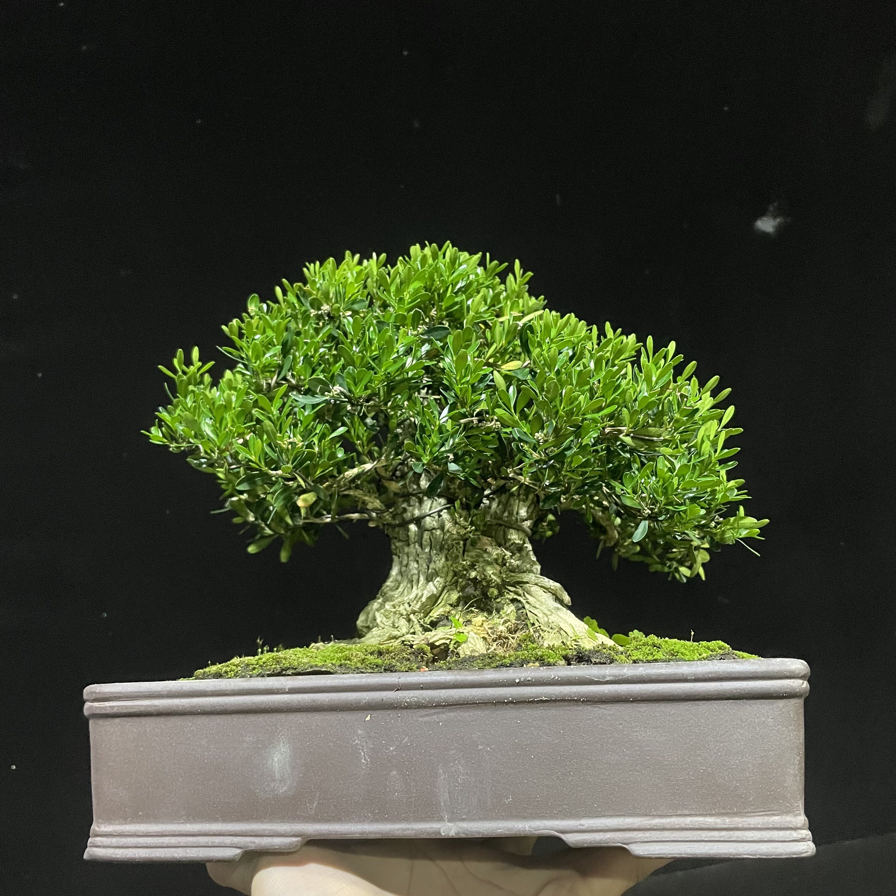 广东皱皮雀舌黄杨大树型矮霸 八方根 日式黄杨矮霸老桩