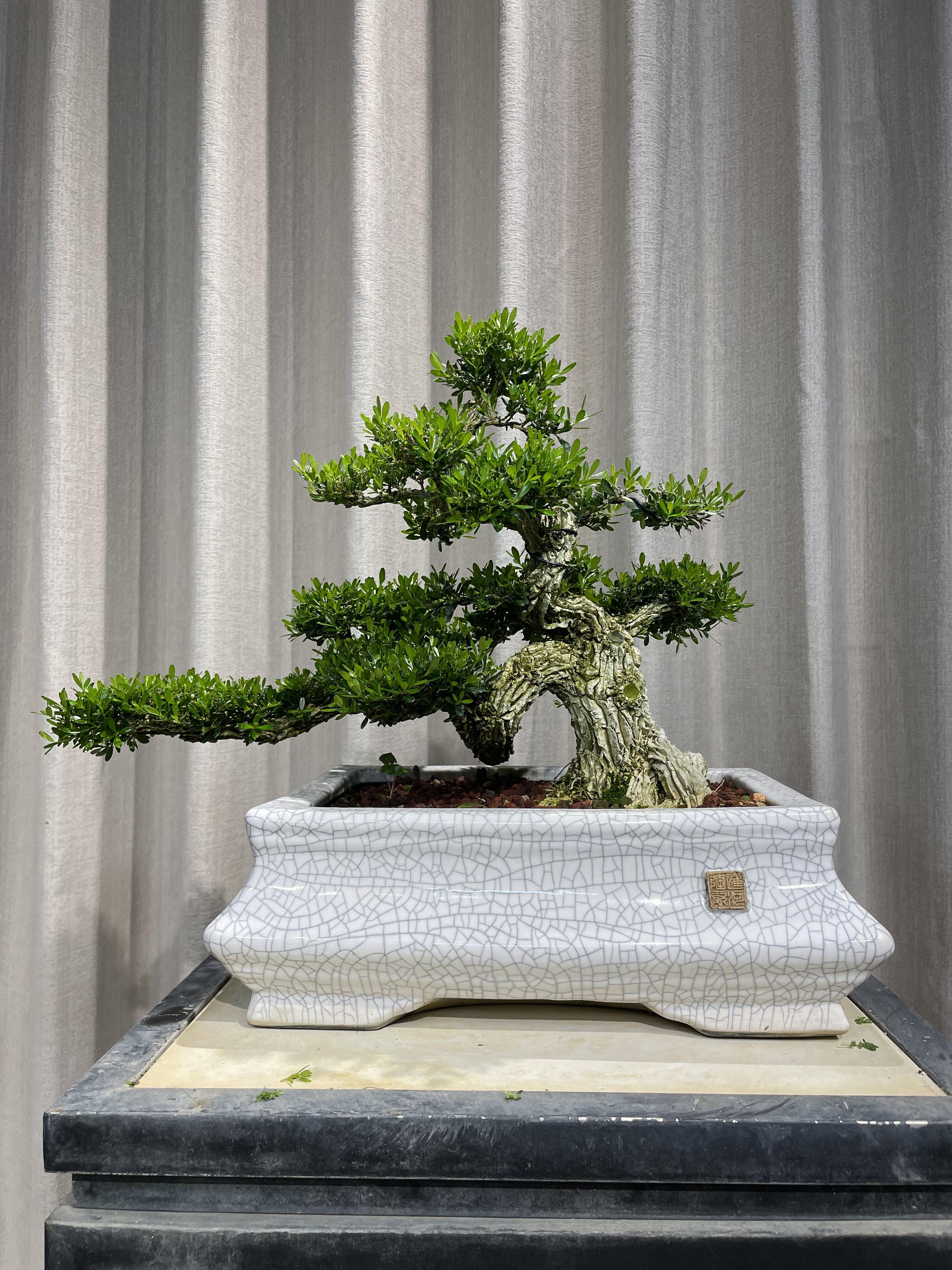 广东皱皮雀舌黄杨盆景老桩