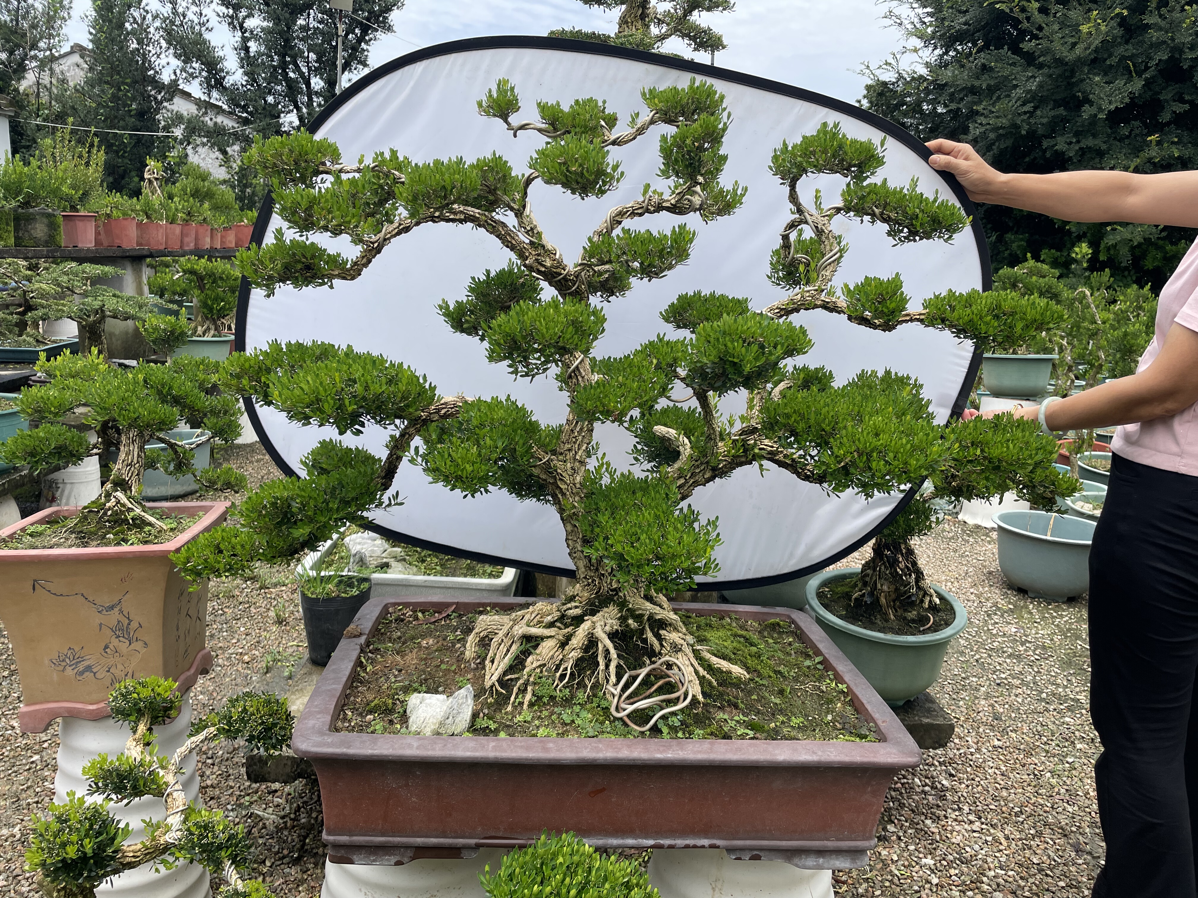 广东皱皮雀舌黄杨双杆老桩精品八方根黄杨