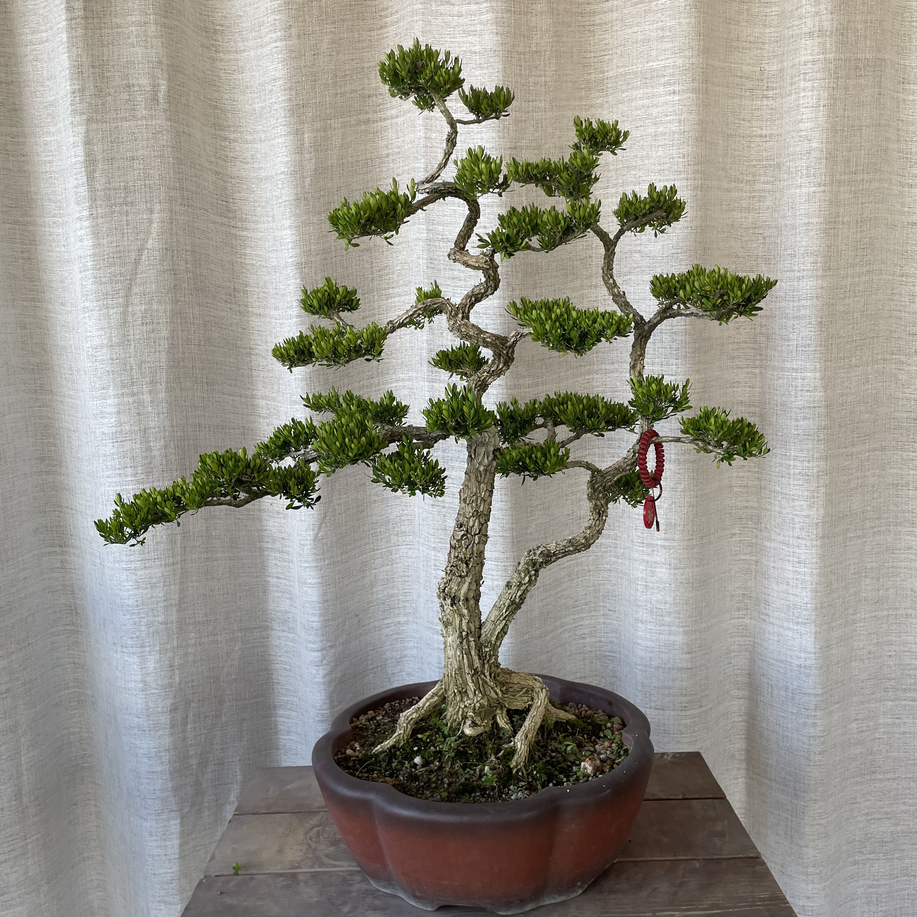 广东皱皮雀舌黄杨盆景