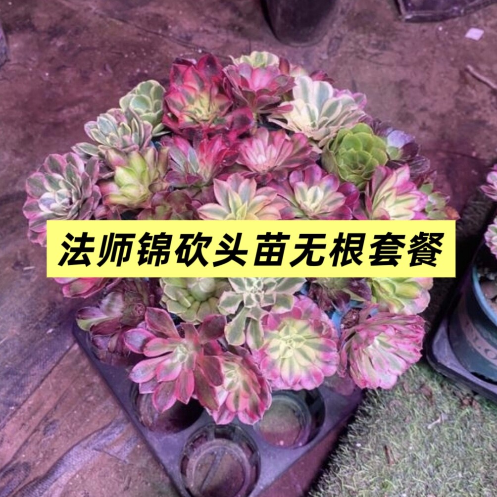 红覆轮锦法师三仙多肉多肉植物韶羞圆叶黑红铜壶星爆砍头扦插无根