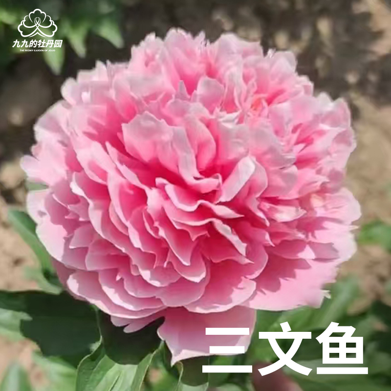 【三文鱼】洛阳芍药花苗裸根重瓣芍药花苗盆栽地栽庭院阳台耐寒花