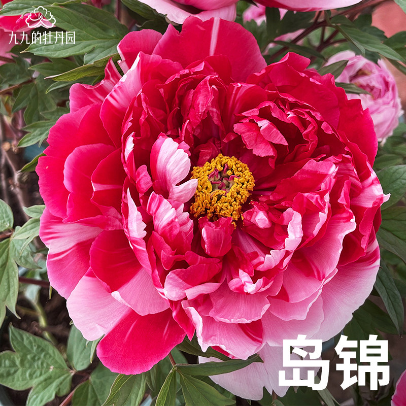 岛锦-重瓣大花牡丹花苗盆栽正宗洛阳牡丹大苗室内阳台庭院花卉