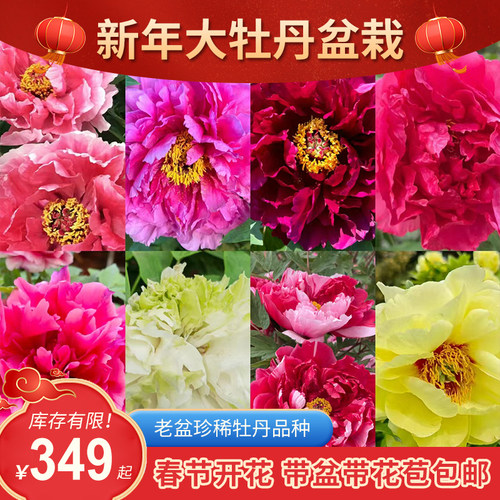 洛阳牡丹盆栽年宵花多色大花