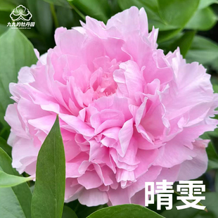 晴雯-正宗重瓣大芍药盆栽对版春季开花室内室外庭院阳台花卉