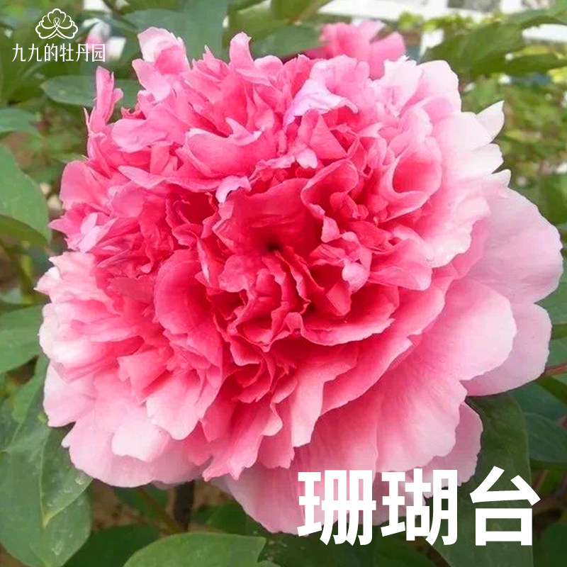 【年宵花-珊瑚台】2026新年年宵花重瓣观赏大花原盆原土,鲜花速递/花卉仿真/绿植园艺,时令草本花卉,淘宝优惠券,粉丝福利购,淘宝优惠卷