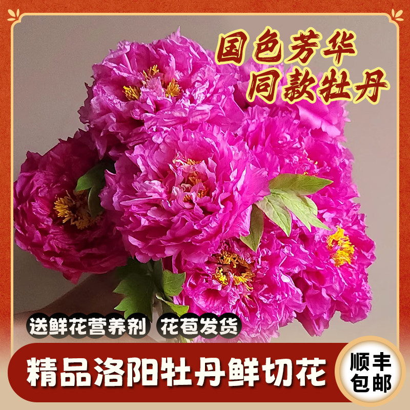 牡丹鲜花2026洛阳鲜花速递基地直发室内插花高档鲜切花禅意花束