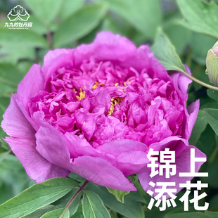 锦上添花-重瓣大花牡丹花苗盆栽正宗洛阳牡丹大苗室内阳台庭院花