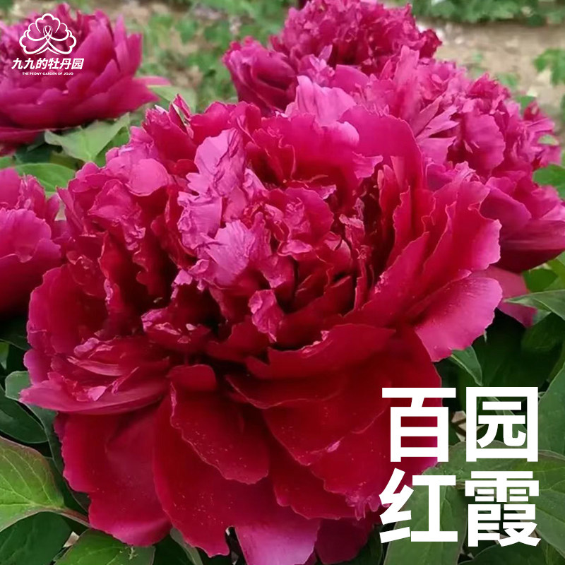 百园红霞-重瓣大花牡丹花苗盆栽正宗洛阳牡丹大苗室内阳台庭院花