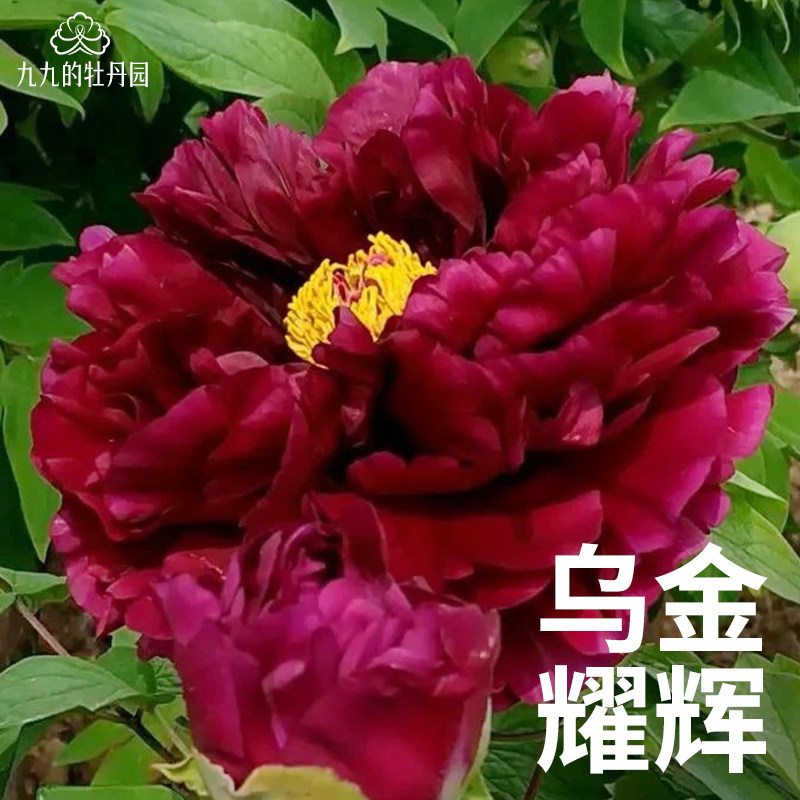 乌金耀辉-重瓣大花牡丹花苗盆栽正宗洛阳牡丹大苗室内阳台庭院花