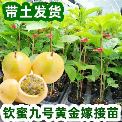 ​广西百香果苗钦蜜9号香果苗黄金百香果树苗嫁接四季结果爬藤