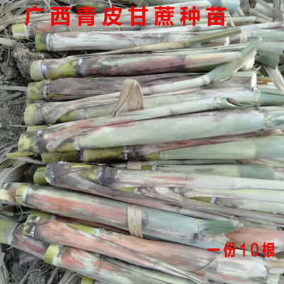 青皮甘蔗种苗广西黄金甘蔗种子甘蔗种南北适合种植成活率高一份10