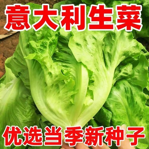甜脆意大利生菜种子生吃生菜籽农家蔬菜种子大全