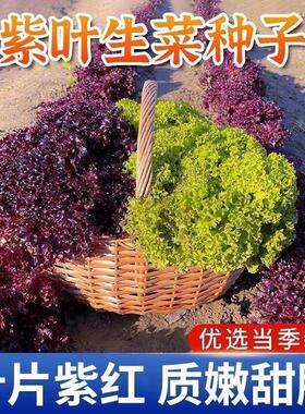 正品紫叶生菜种子四季紫色沙拉菜种子四季种植耐寒热庭院蔬菜种子