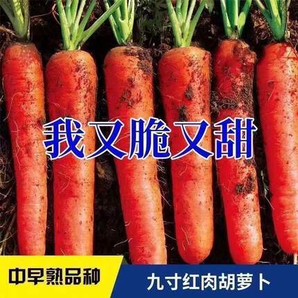 红胡萝卜种子九寸三夏秋季耐热寒蔬菜萝卜生吃脆甜四季田园红萝卜