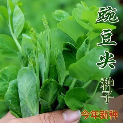 无须豌豆尖种子单季易种阳台盆栽豌豆苗种子芽苗菜春秋播蔬菜种子