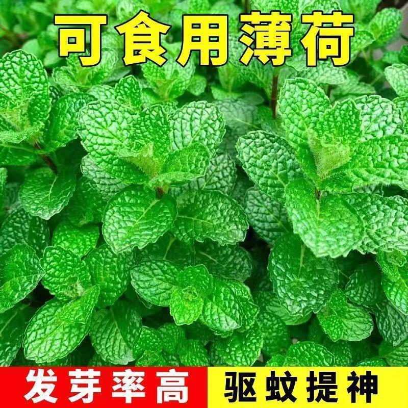 薄荷种籽子可食用四季种植香水留兰香猫薄荷驱蚊室内阳台盆栽花籽