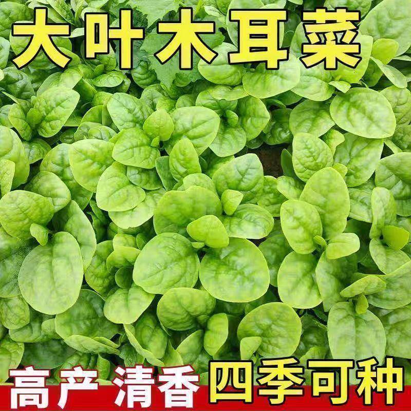 大叶木耳菜种子高钙肉厚夏天耐高温四季室外阳台盆栽农田蔬菜种籽
