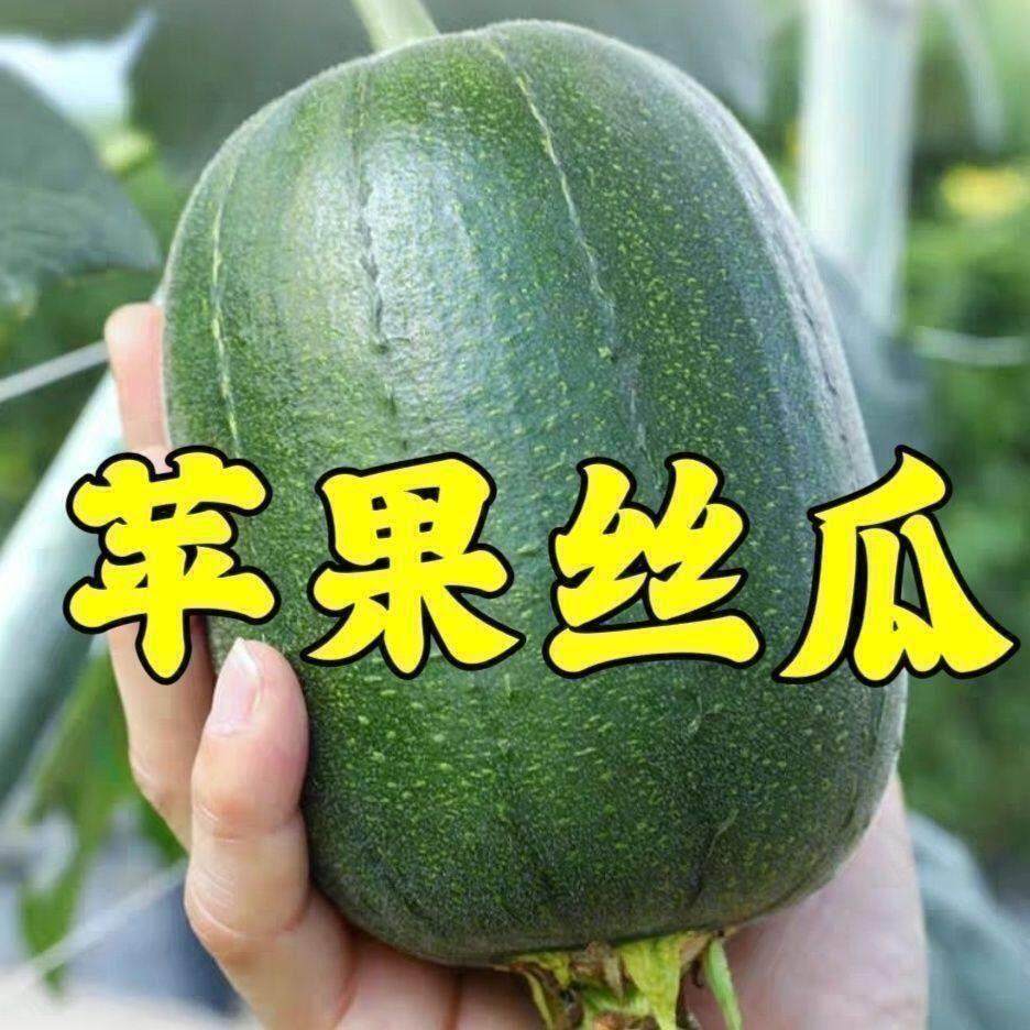 苹果丝瓜种籽特长八棱角大肉白香丝瓜种子阳台庭院四季蔬菜种秧苗