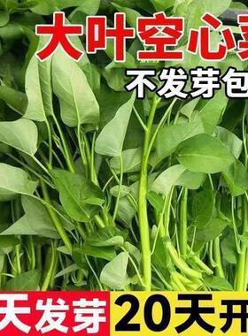 空心菜种子三叉大叶柳叶小叶易成活阳台盆栽种植秧苗老品种菜种籽