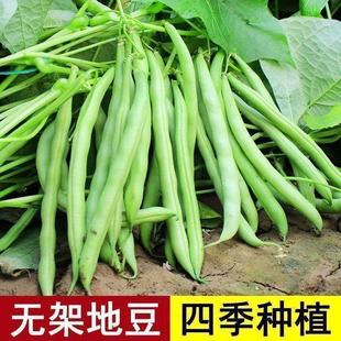 高产无架四季豆种子无筋无丝不搭架春秋播豆角种子庭院蔬菜籽